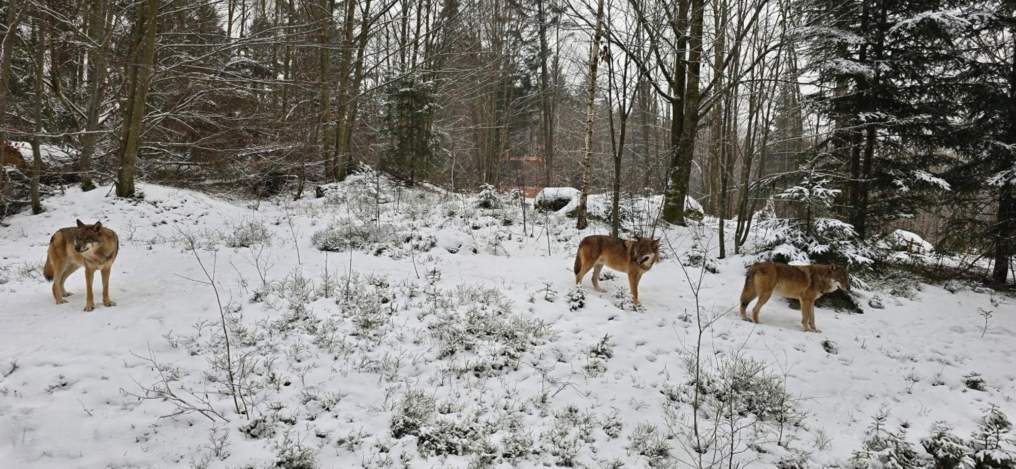 Lindberg Apartment Am Nationalpark Bayerwald מראה חיצוני תמונה